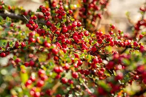 Cotoneaster horizontalis 15- 20   P9 - afbeelding 2