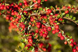 Cotoneaster horizontalis 15- 20   P9 - afbeelding 3