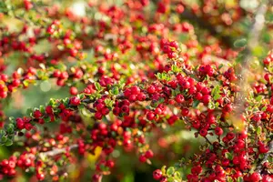cotoneaster horizontalis (20- 25cm) - afbeelding 3
