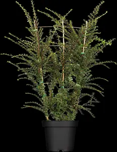 cotoneaster horizontalis (30- 40cm) - afbeelding 2
