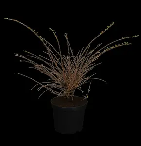 cotoneaster horizontalis (30- 40cm) - afbeelding 5