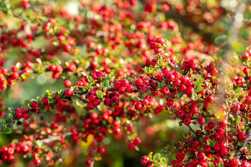 cotoneaster horizontalis (30- 40cm) - afbeelding 3