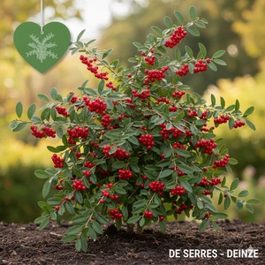 Cotoneaster lacteus C (40- 60)