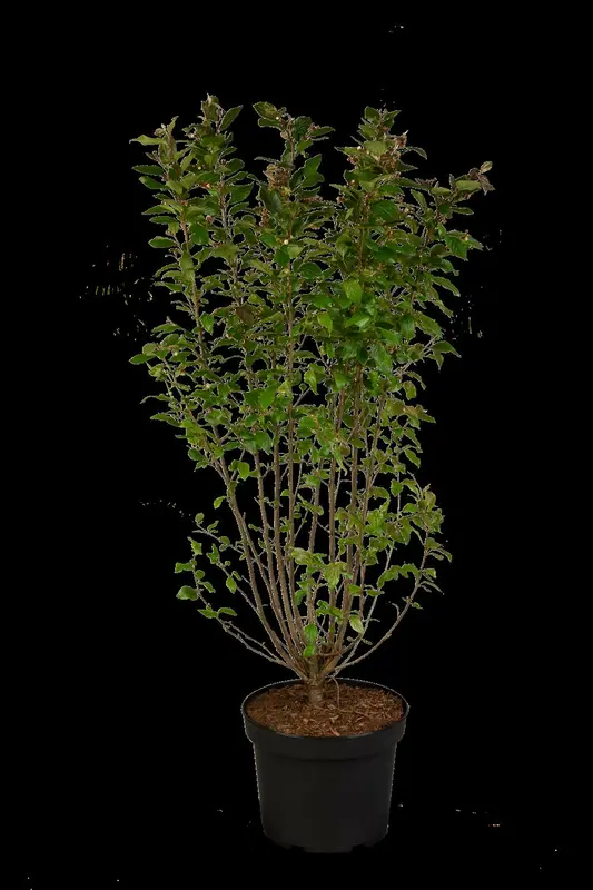 cotoneaster lucidus (40- 60cm) - afbeelding 1