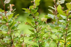 cotoneaster lucidus (40- 60cm) - afbeelding 2