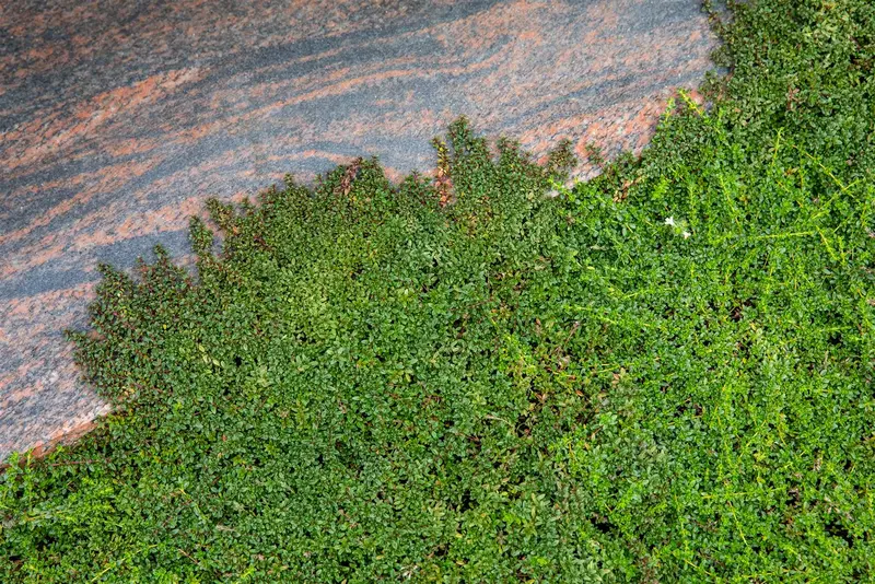 Cotoneaster micr. 'Thymifolius' 25- 30   C - afbeelding 1