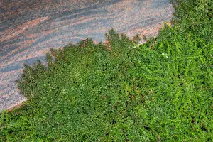 Cotoneaster micr. 'Thymifolius' 25- 30   C - afbeelding 1
