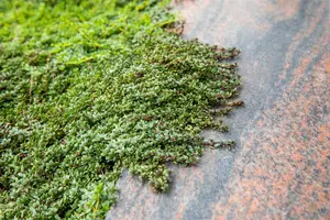 Cotoneaster micr. 'Thymifolius' 25- 30   C - afbeelding 2