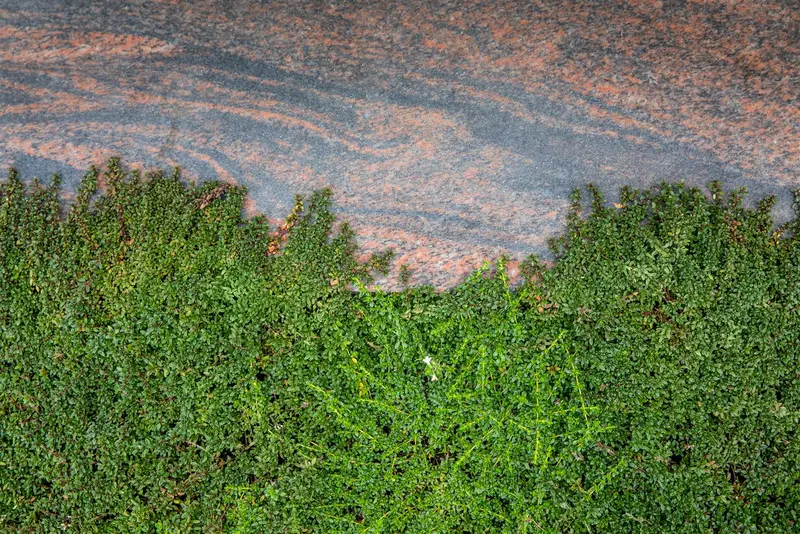 Cotoneaster micr. 'Thymifolius' 25- 30   C - afbeelding 3