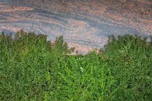 Cotoneaster micr. 'Thymifolius' 25- 30   C - afbeelding 3