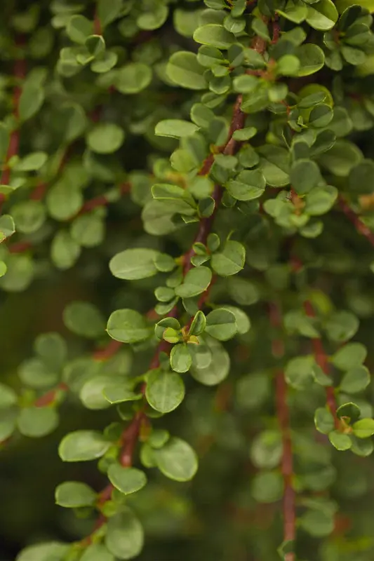 cotoneaster microphyllus (30- 40cm) - afbeelding 1