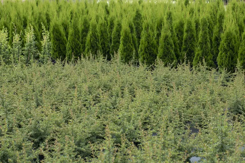 cotoneaster microphyllus (30- 40cm) - afbeelding 2