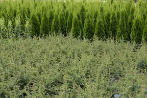 cotoneaster microphyllus (30- 40cm) - afbeelding 2