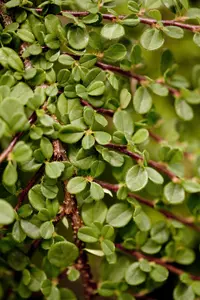 Cotoneaster proc. 'Streib's Findling' 15- 20   P9 - afbeelding 2
