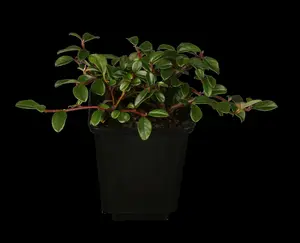 Cotoneaster radicans 'Eichholz' 15- 20   P9 - afbeelding 1