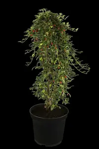 cotoneaster suec. 'coral beauty' (30- 40cm) - afbeelding 5