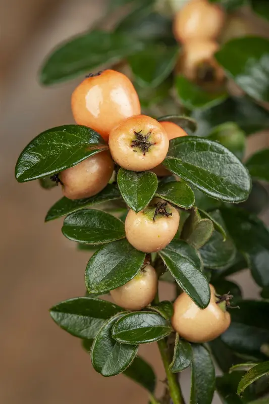 cotoneaster suec. 'coral beauty' (30- 40cm) - afbeelding 5