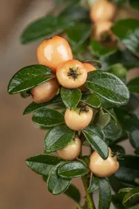 cotoneaster suec. 'coral beauty' (30- 40cm) - afbeelding 5