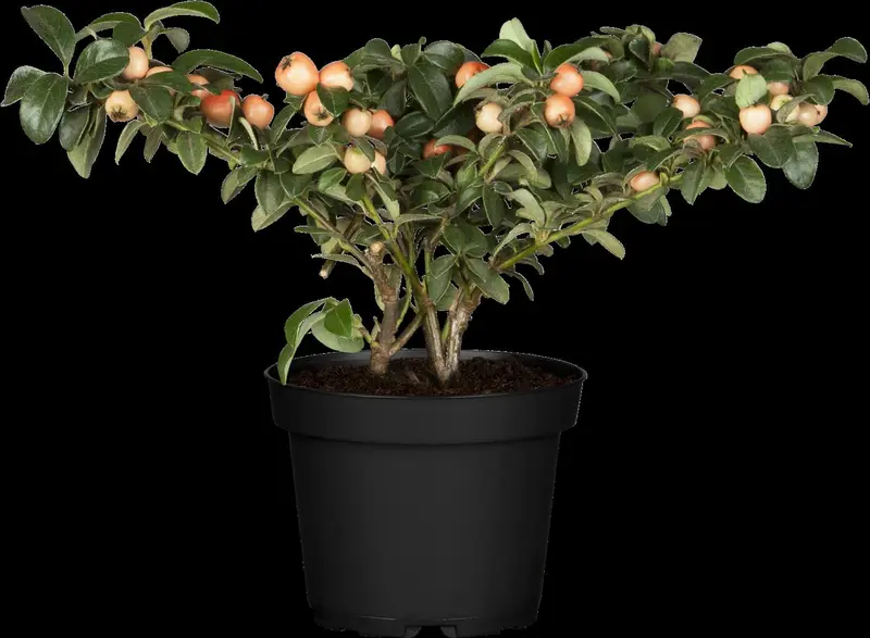 cotoneaster suec. 'coral beauty' (30- 40cm) - afbeelding 4