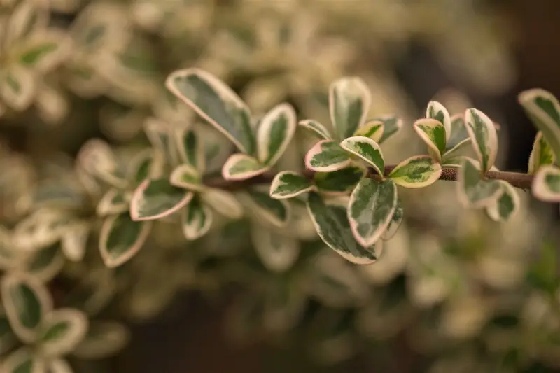 cotoneaster suec. 'juliette' C10 - afbeelding 2