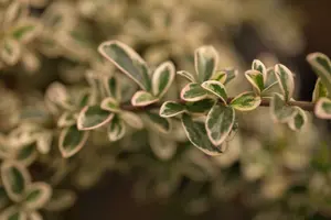 cotoneaster suec. 'juliette' C10 - afbeelding 2