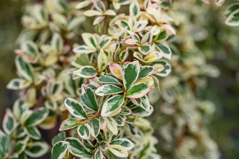 cotoneaster suec. 'juliette' C10 - afbeelding 5
