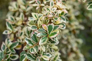 cotoneaster suec. 'juliette' C10 - afbeelding 5