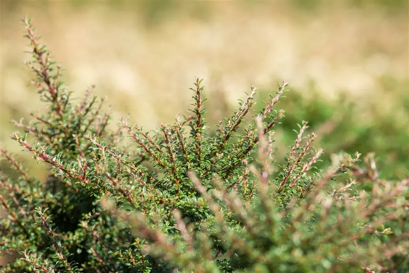 cotoneaster suec. 'juliette' C10 - afbeelding 4