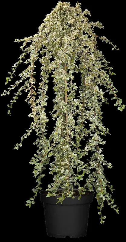 cotoneaster suec. 'juliette' C10 - afbeelding 3