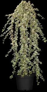 cotoneaster suec. 'juliette' C10 - afbeelding 3