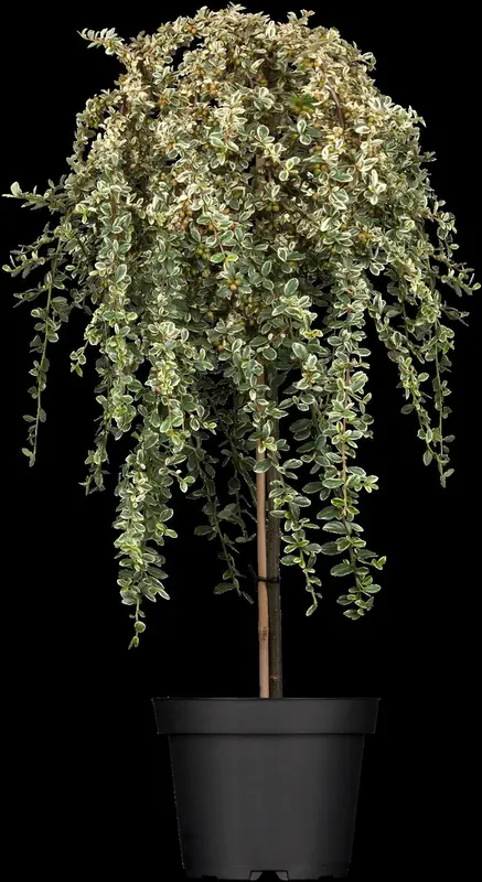 cotoneaster suec. 'juliette' C10 - afbeelding 1