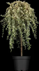 cotoneaster suec. 'juliette' C10 - afbeelding 5