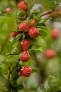 cotoneaster suec. 'skogholm' (30- 40cm)