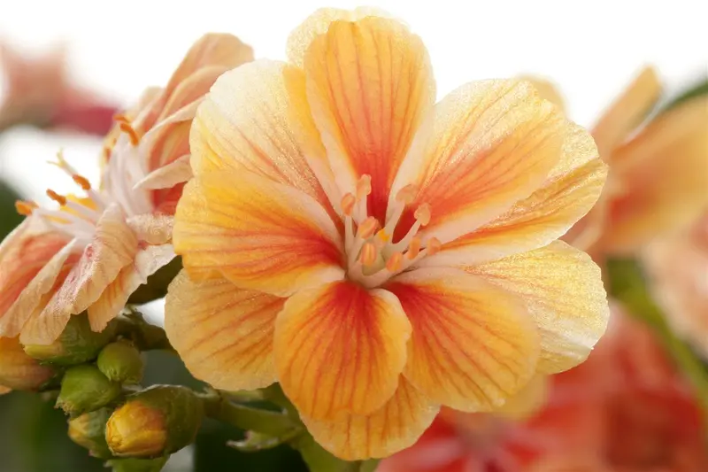 cotyledon - afbeelding 5