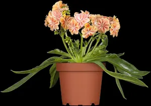 cotyledon - afbeelding 1