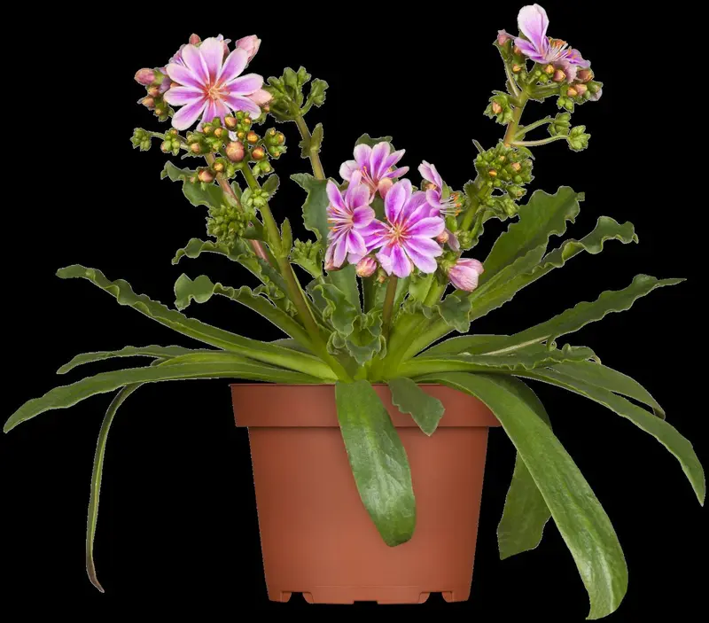 cotyledon - afbeelding 2