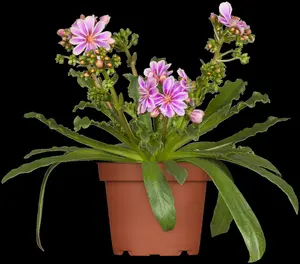 cotyledon - afbeelding 2