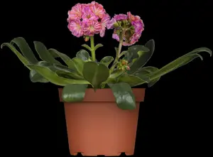 cotyledon - afbeelding 3