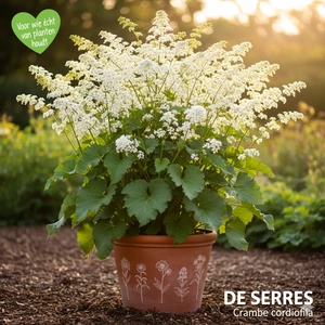 Crambe cordifolia P9