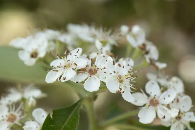 crataegus lavallei 'carrierei' 14/16 C - afbeelding 1