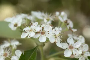 crataegus lavallei 'carrierei' 14/16 C - afbeelding 5