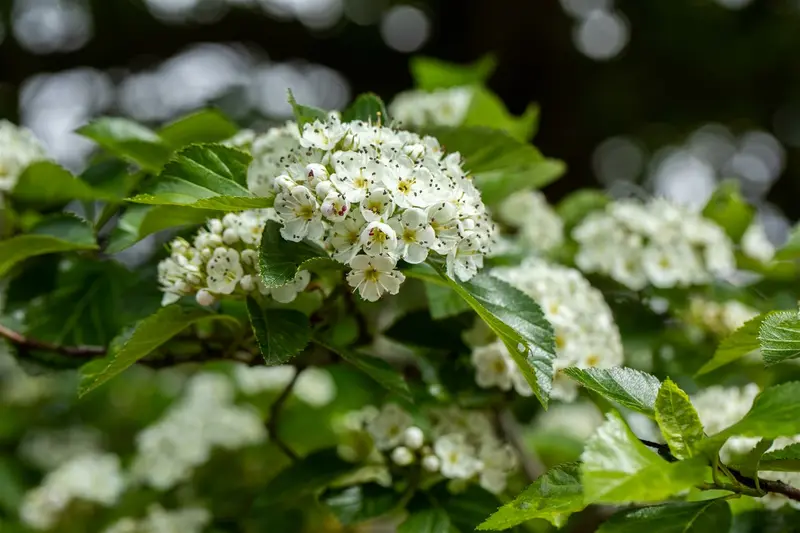 crataegus lavallei 'carrierei' 14/16 C - afbeelding 4