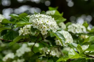 crataegus lavallei 'carrierei' 14/16 C - afbeelding 4