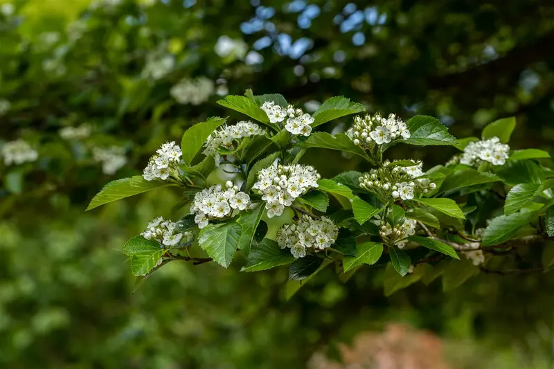 crataegus lavallei 'carrierei' 14/16 C - afbeelding 5