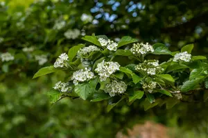 crataegus lavallei 'carrierei' 14/16 C - afbeelding 5