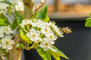 crataegus lavallei 'carrierei' 14/16 C - afbeelding 3