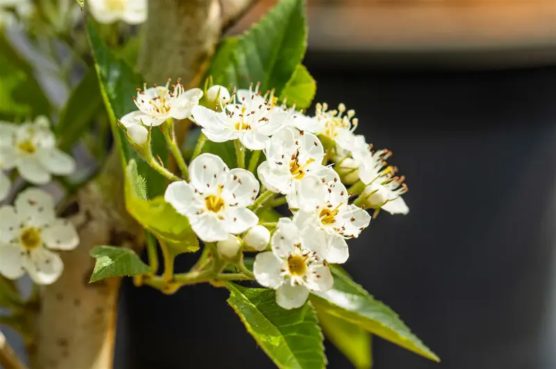 crataegus lavallei 'carrierei' 14/16 C - afbeelding 2