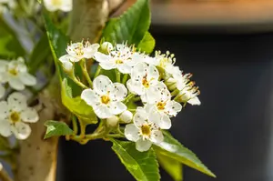 crataegus lavallei 'carrierei' 14/16 C - afbeelding 2