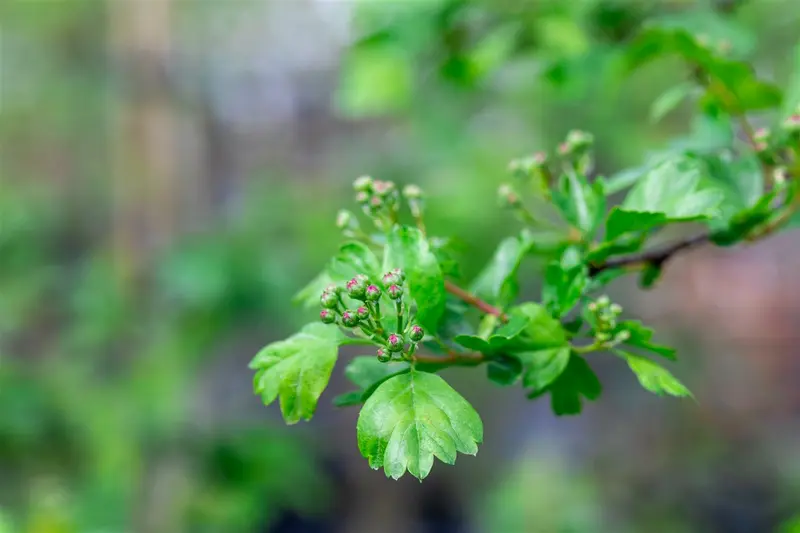 Crataegus media 'Paul's Scarlet' 10/12 HO C - afbeelding 5