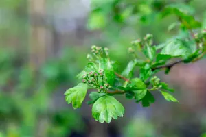 Crataegus media 'Paul's Scarlet' 10/12 HO C - afbeelding 5